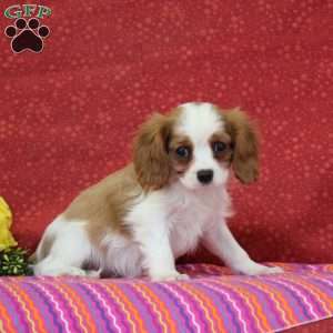 Peanut Butter, Cavalier King Charles Spaniel Puppy